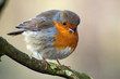 Young Robin