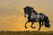 black horse runs gallop