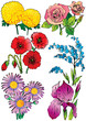 Beautiful collection of flowers. Vector art-illustration.