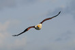 African fish eagle, Haliaeetus vociferoides in attack, Naivasha
