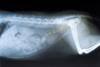 Cat's X-ray Cat's X-ray