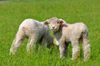 two cute lambs