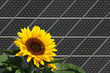 Sonnenblume mit Bienen vor Solarkollektor