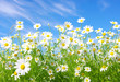 white daisies