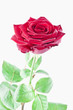 Foto: rote Rose rote Rose