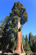 Mammutbäume Sequoia NP USA