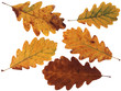 Feuilles de Chêne