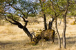 Ranthambhore Sambar 2