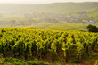 vineyards near Fuisse, Burgundy, France vineyards near Fuisse, Burgundy, France