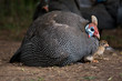 Guinea Fowl