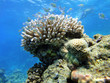Glassfishes and coral acropora