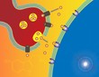 Serotonin
