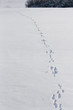 animal tracks in the snow