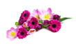 Foto: Frühlingsblumen Frühlingsblumen