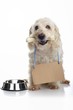 Dog with bone in its mouth wearing cardboard