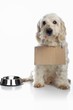 Dog wearing cardboard sign around neck waiting for food