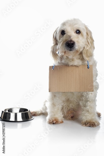 Photo: Dog wearing cardboard sign around neck waiting for food Dog wearing cardboard sign around neck waiting for food