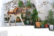 donkey on stairs