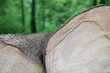 holz,gefällte bäume