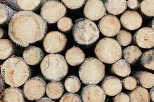 Foto: holz,gefällte bäume holz,gefällte bäume