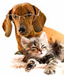 dachshund dog and kitten