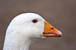 Bio Gans