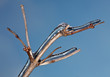 Ice and snow on a branch