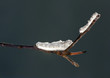Ice and snow on a branch