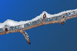 Ice and snow on a branch