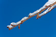 Ice and snow on a branch