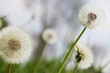 pusteblume auf wiese