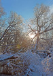 Trees over the river after a sleet