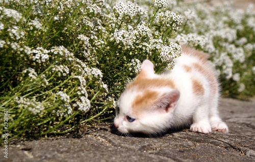 Foto: little discoverer little discoverer