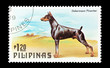 Photo: Philippines stamp featuring a Doberman Pinscher dog Philippines stamp featuring a Doberman Pinscher dog