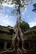Cambodge, Seim Reap, Angkor : l'arbre dévoreur