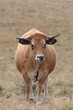 aubrac 6339