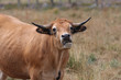aubrac 6338