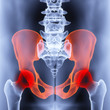 pelvis