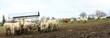 troupeau de vaches mangeant