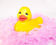 canard,boa,rose,pink,jaune
