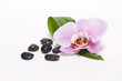 Foto: Orchidee Orchidee