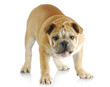dog barking