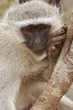 Meditating monkey Meditating monkey