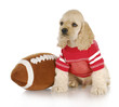 sports hound