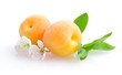 apricots