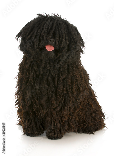 Photo: puli puli