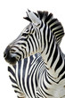Grant's zebra (Equus quagga boehmi) isolated