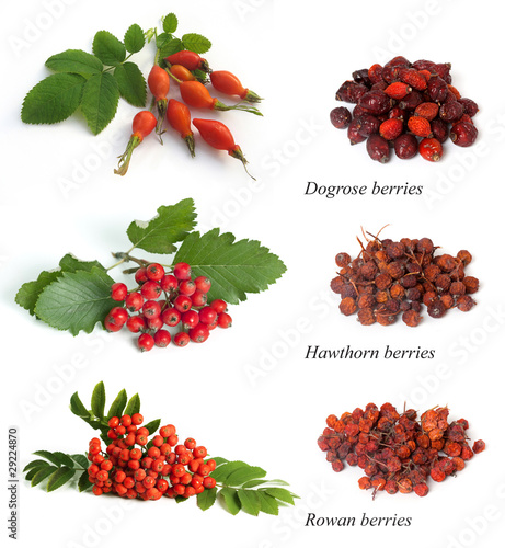 Photo: Hawthorn, rowan berry, dogrose Hawthorn, rowan berry, dogrose