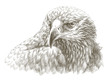 eagle pencil drawing line art