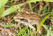 Frog hiding among grass, macro photo Frog hiding among grass, macro photo